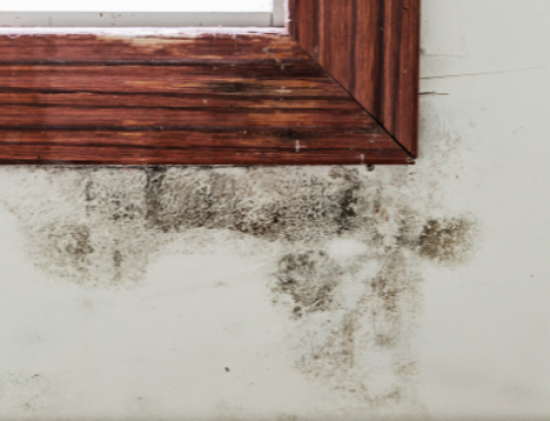 Common Types of Mold Found in Homes
