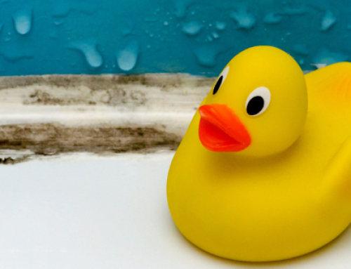 Mold vs Mildew